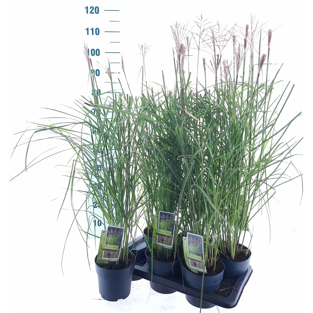 Miscanthus sin. 'Ferner Osten'.