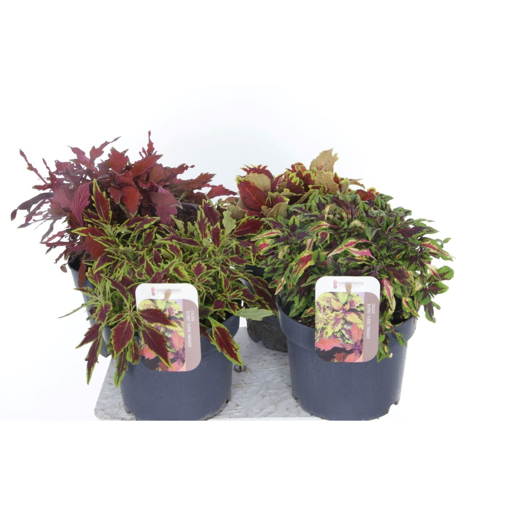 Coleus FlameThrower mix.