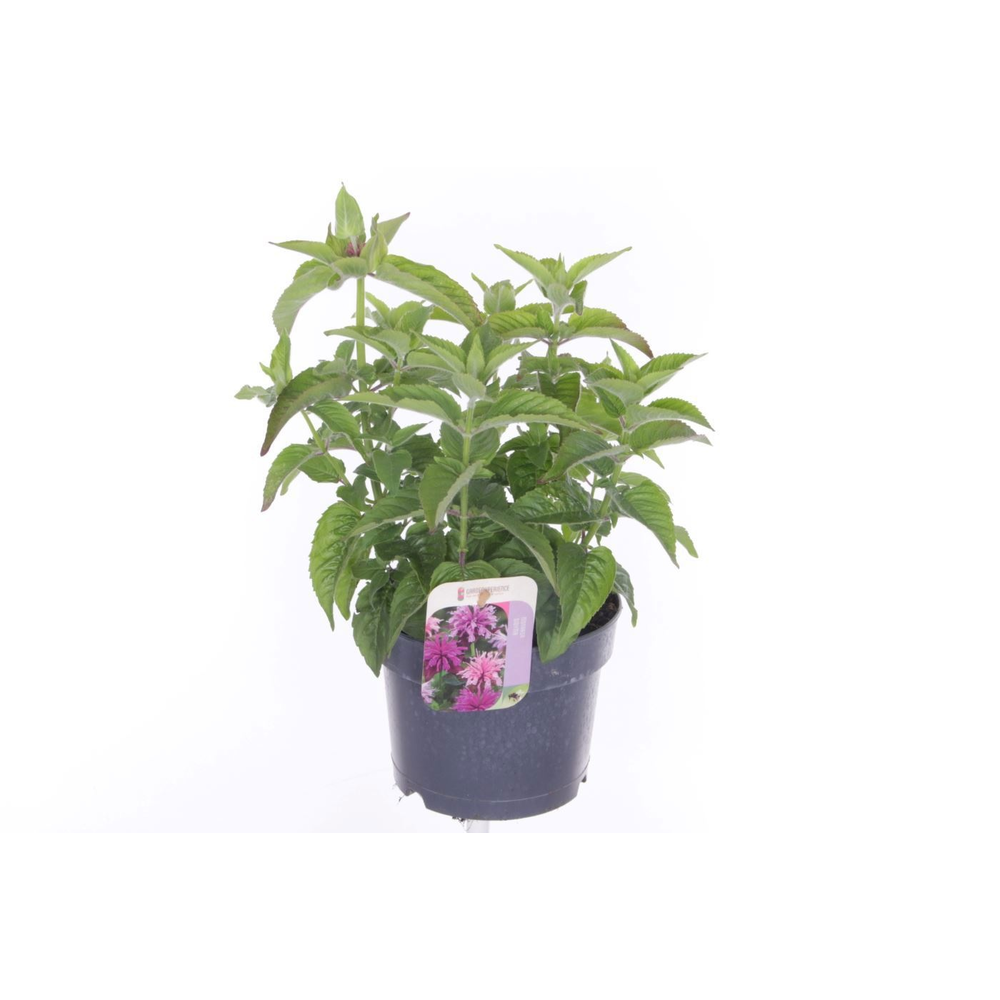 Monarda didyma Balmy Pink.