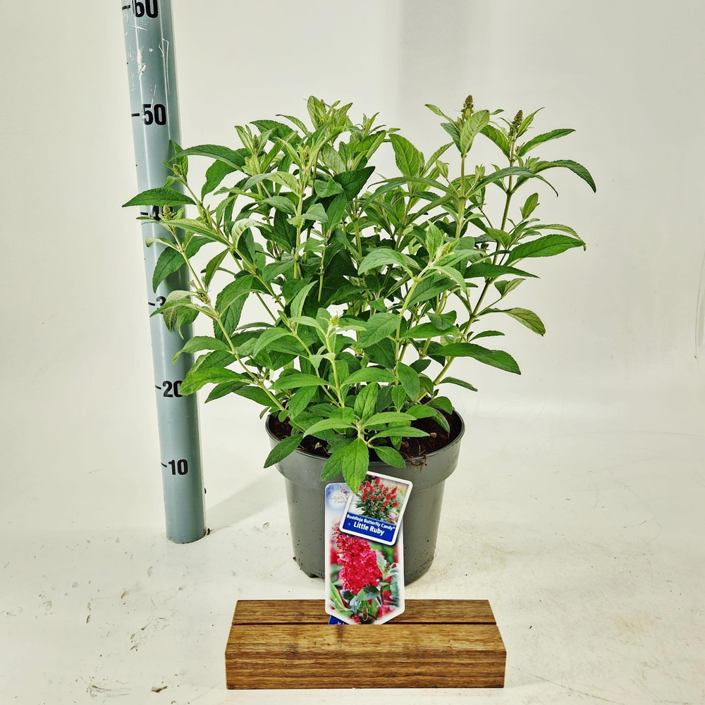Buddleja d. Butt. Candy® Little Ruby ('BotEx 006'P.