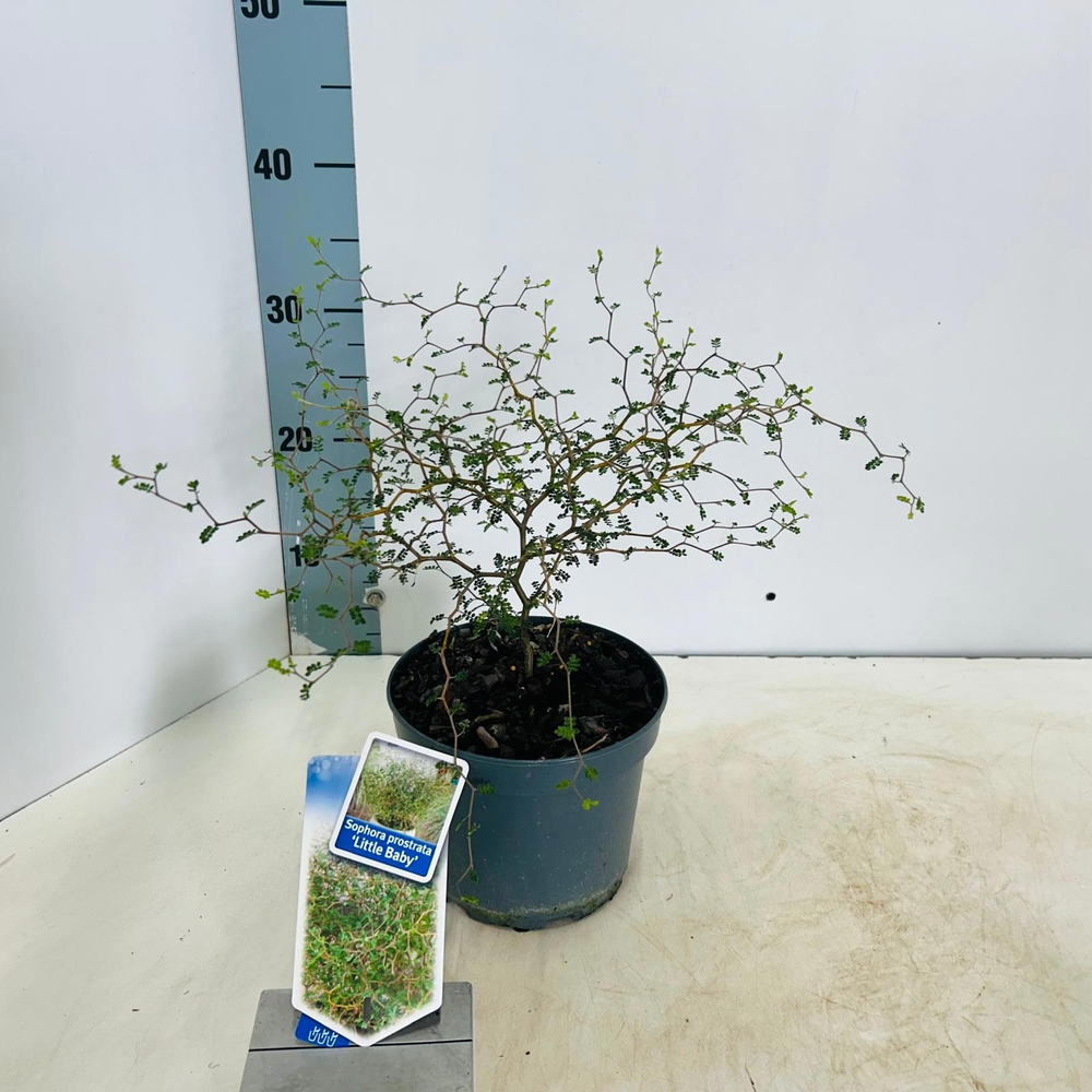 Sophora prostata 'Little Baby'.