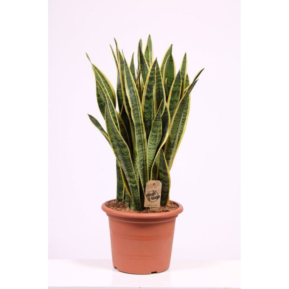 Sansevieria Laurentii.