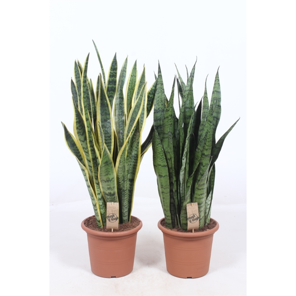 Sansevieria mix.