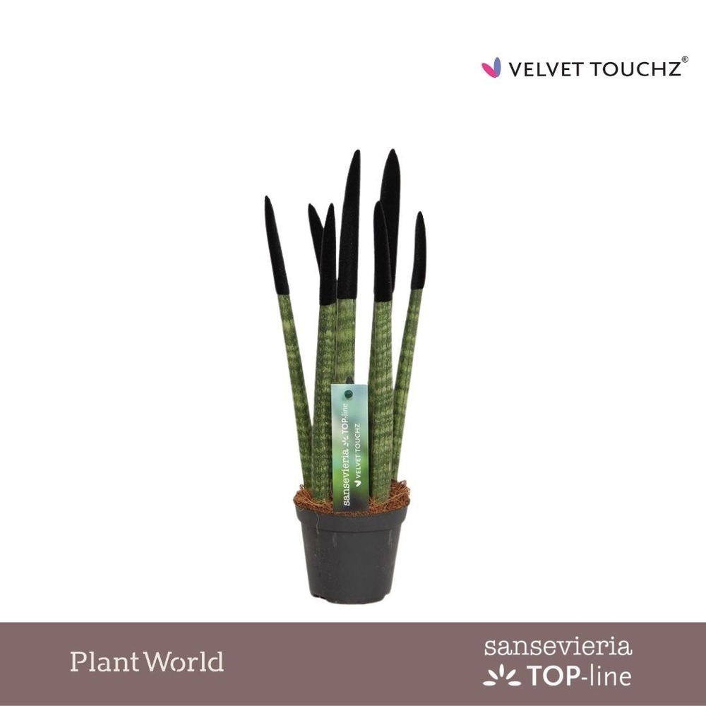 Sansevieria VELVET TOUCHZ® Zwart.