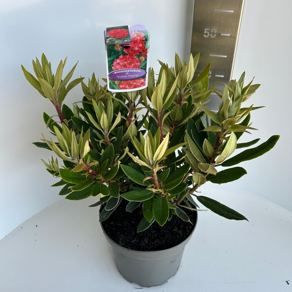 Rhododendron 'Vulcan's Flame'.