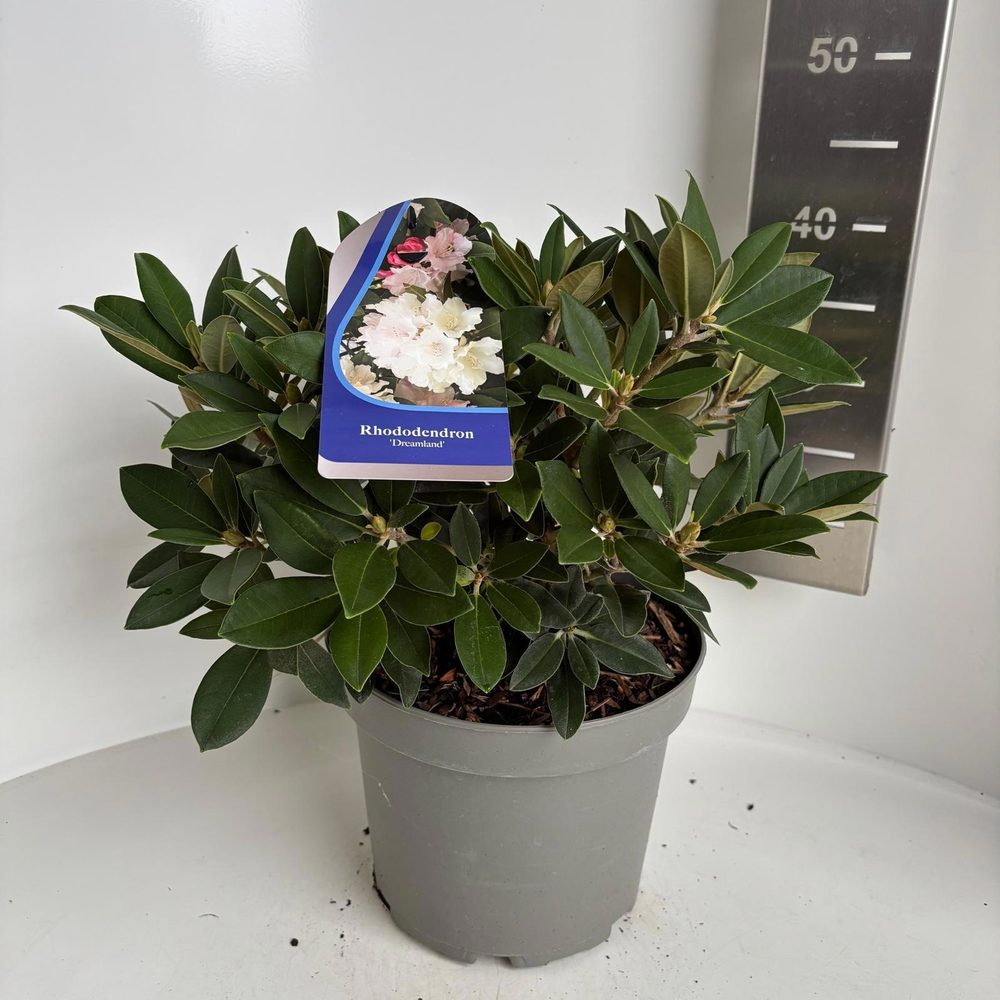 Rhododendron (Y) 'Dreamland'.
