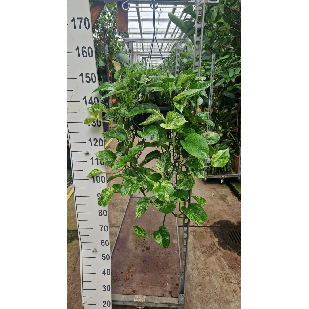 Epipremnum Marble Queen hangplant.