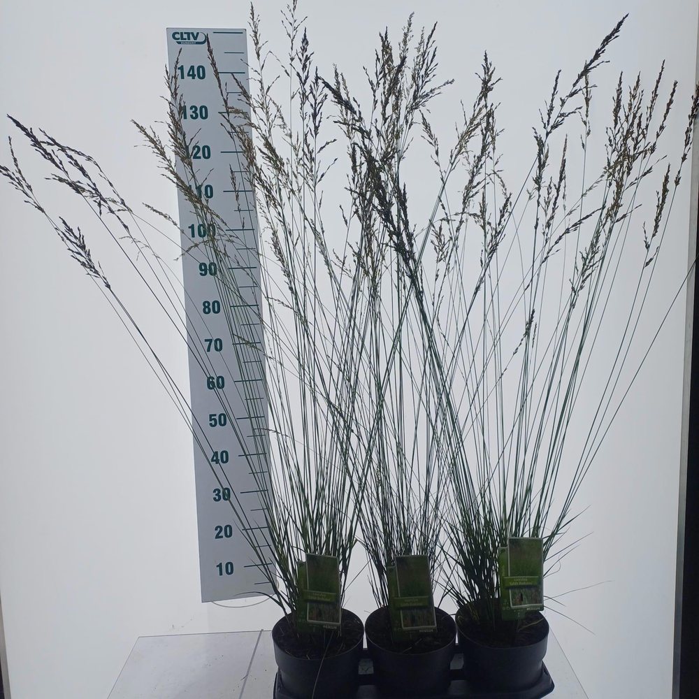 Molinia caerulea 'Edith Dudszus'.
