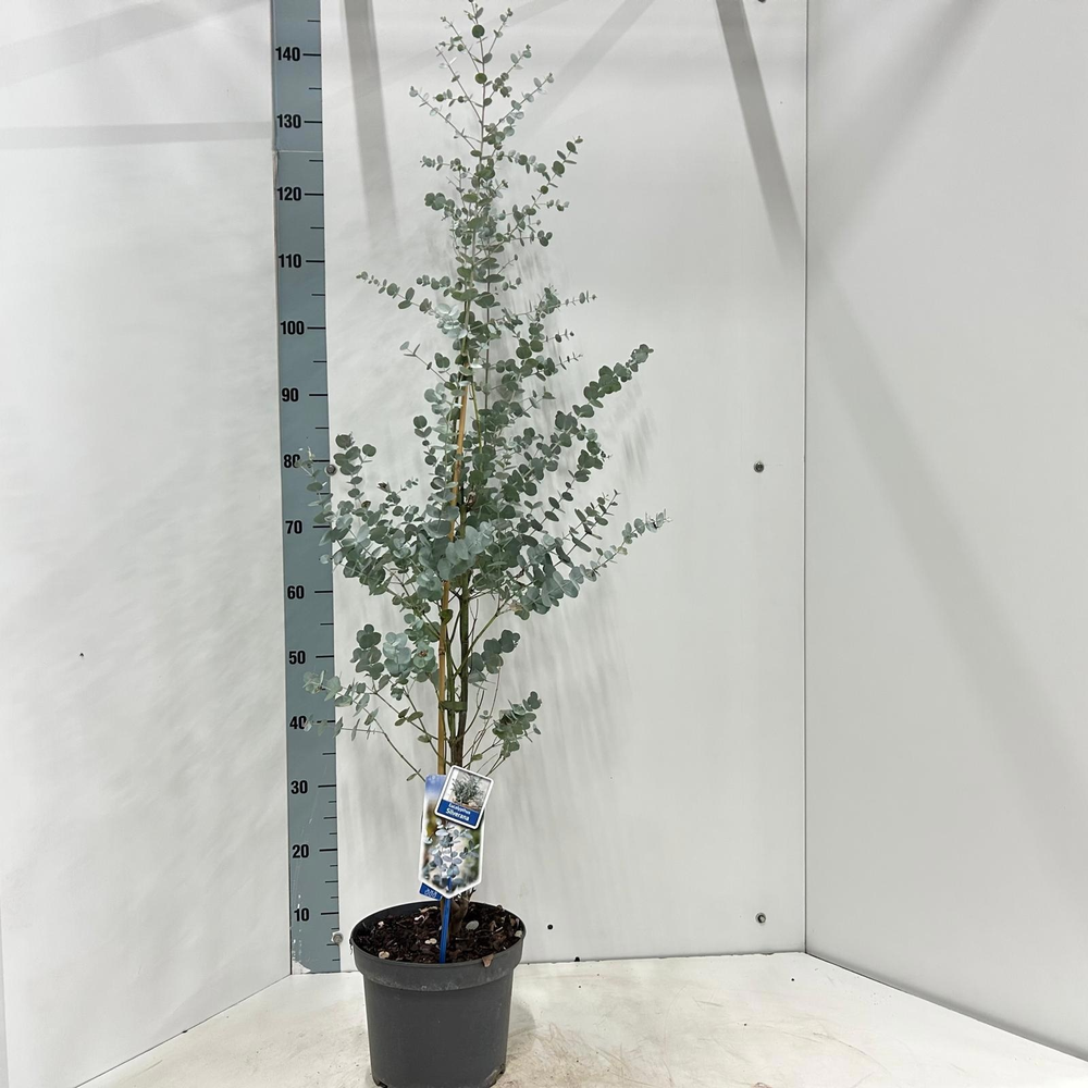 Eucalyptus gunnii Silverana ('Ion40'PBR).