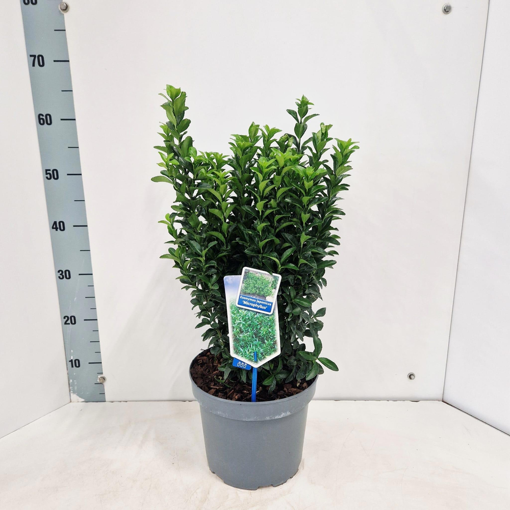 Euonymus jap. 'Microphyllus'.