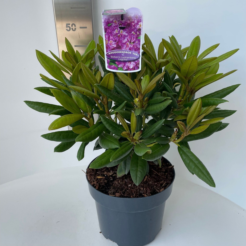 Rhododendron (Y) 'Bohlkens Lupinenberg Laguna'.