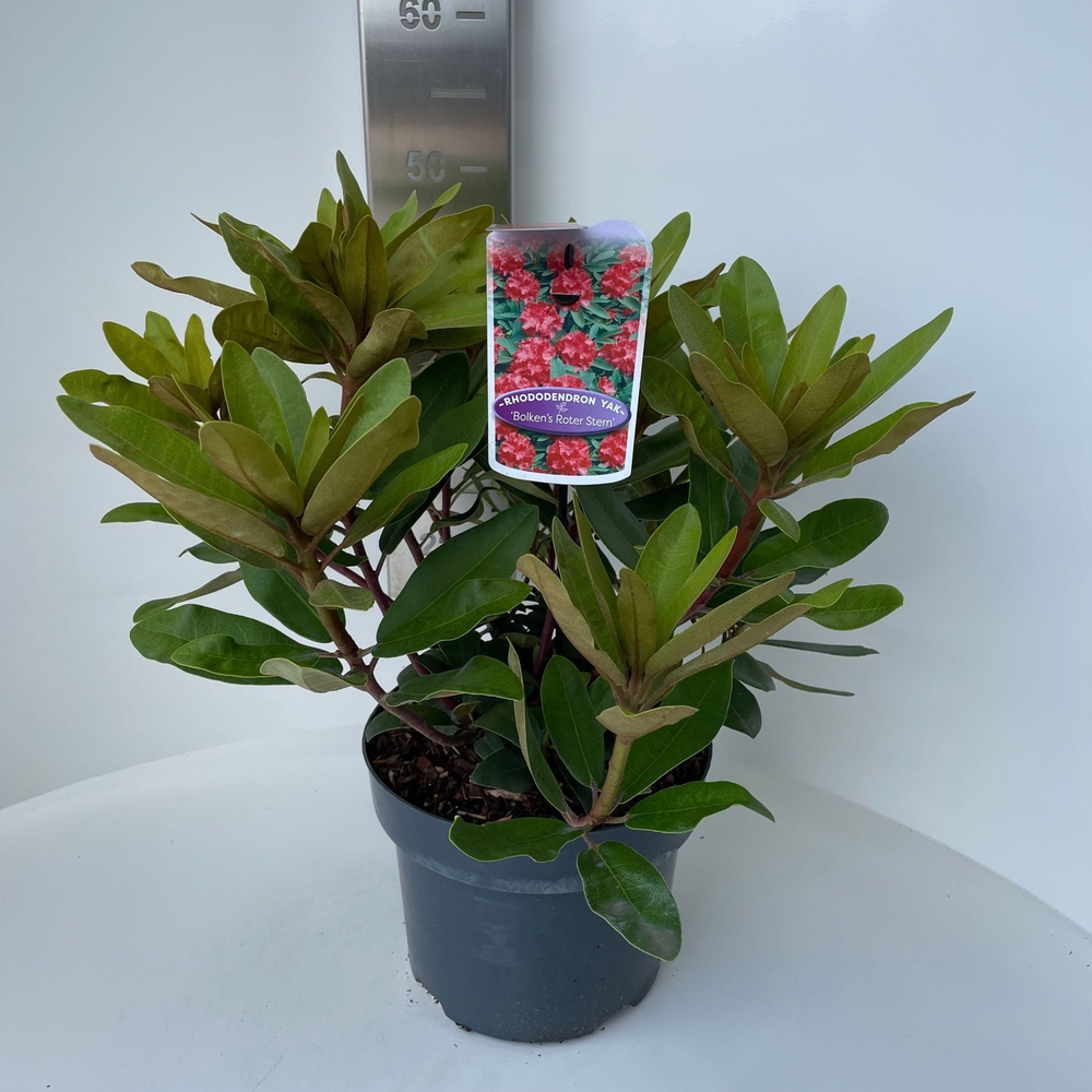 Rhododendron (Y) 'Bolkens Roter Stern'.