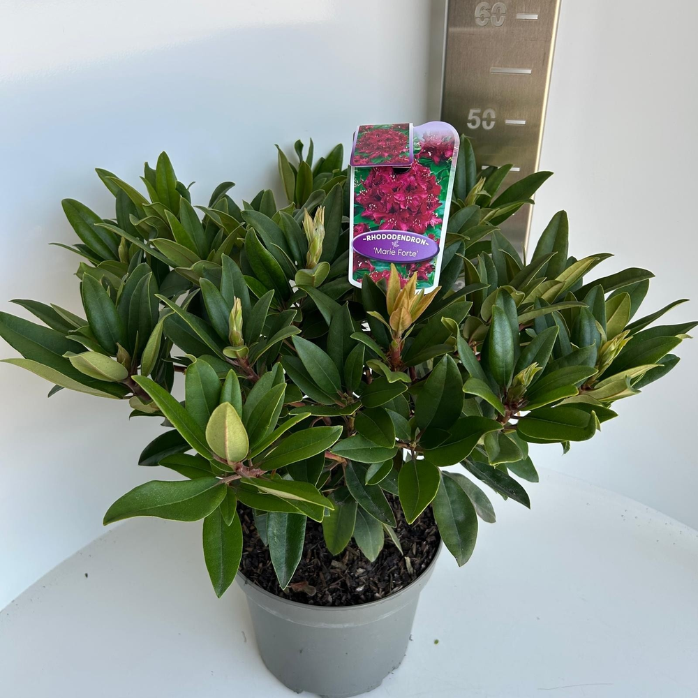 Rhododendron 'Marie Fortier'.