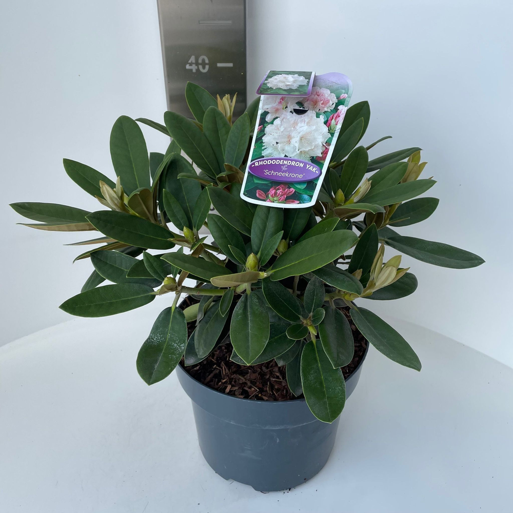 Rhododendron (Y) 'Schneekrone'.