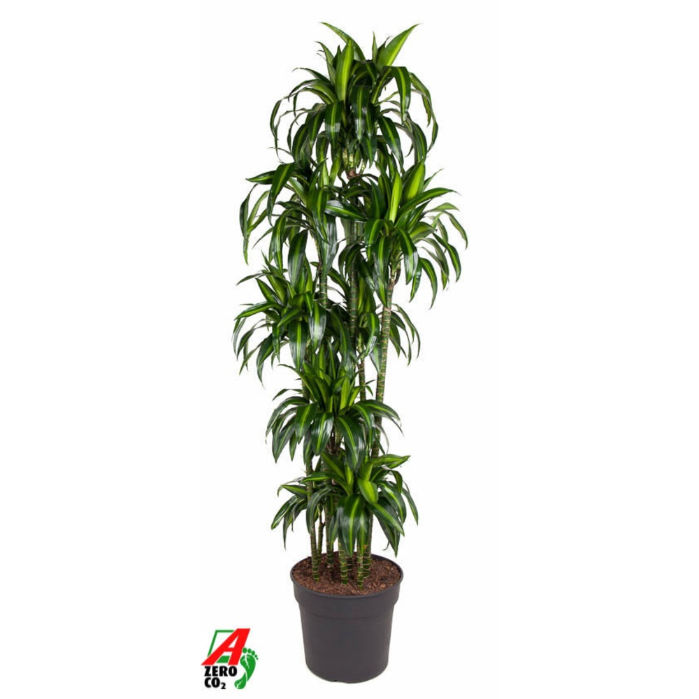 Dracaena Hawaiiana 150-carrousel.