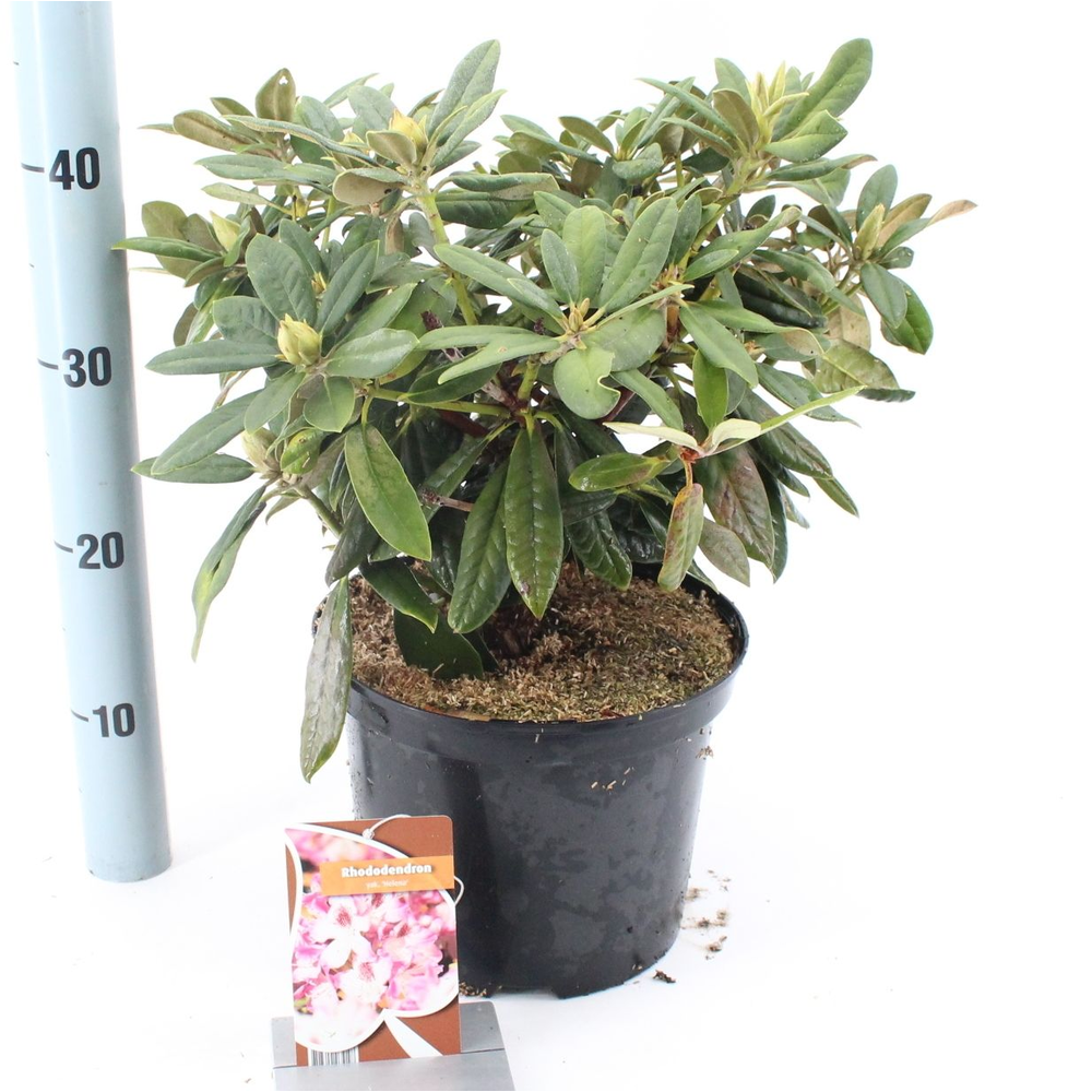 Rhododendron (Y) 'Helene'.