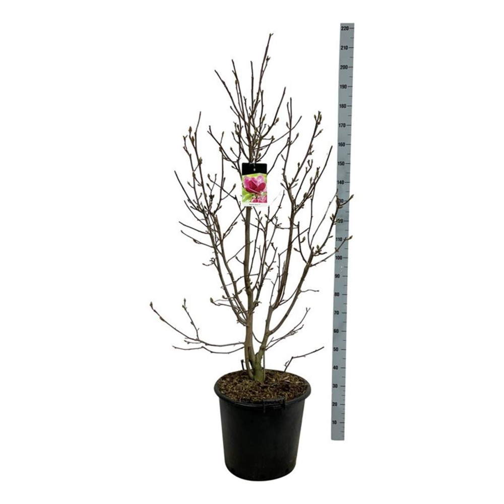 Magnolia 'Genie' (pbr).