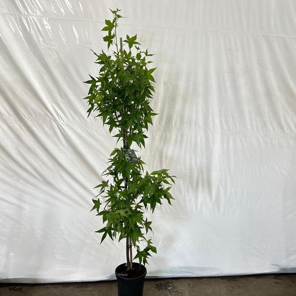 Liquidambar styr. 'Slender Silhouette' --geveerd.
