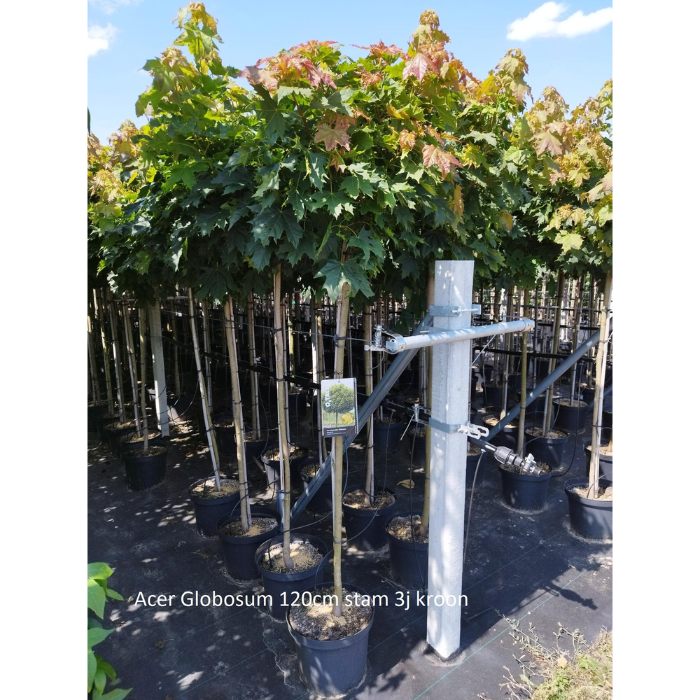 Acer platanoides 'Globosum' --stam 120 cm 3 jr. kr.