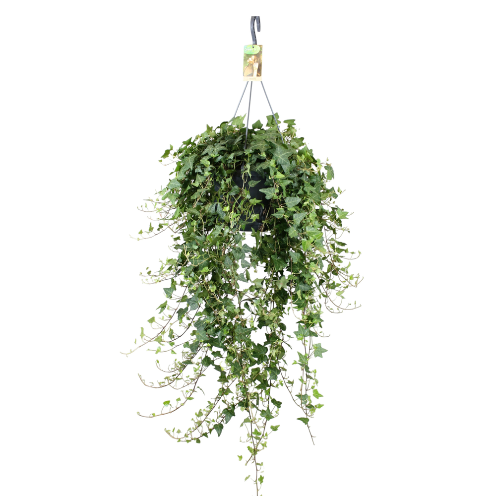 Hedera helix Anna - hang/XXL.