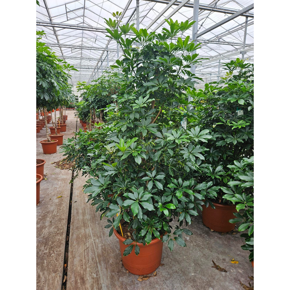 Schefflera arboricola 'Compacta'.