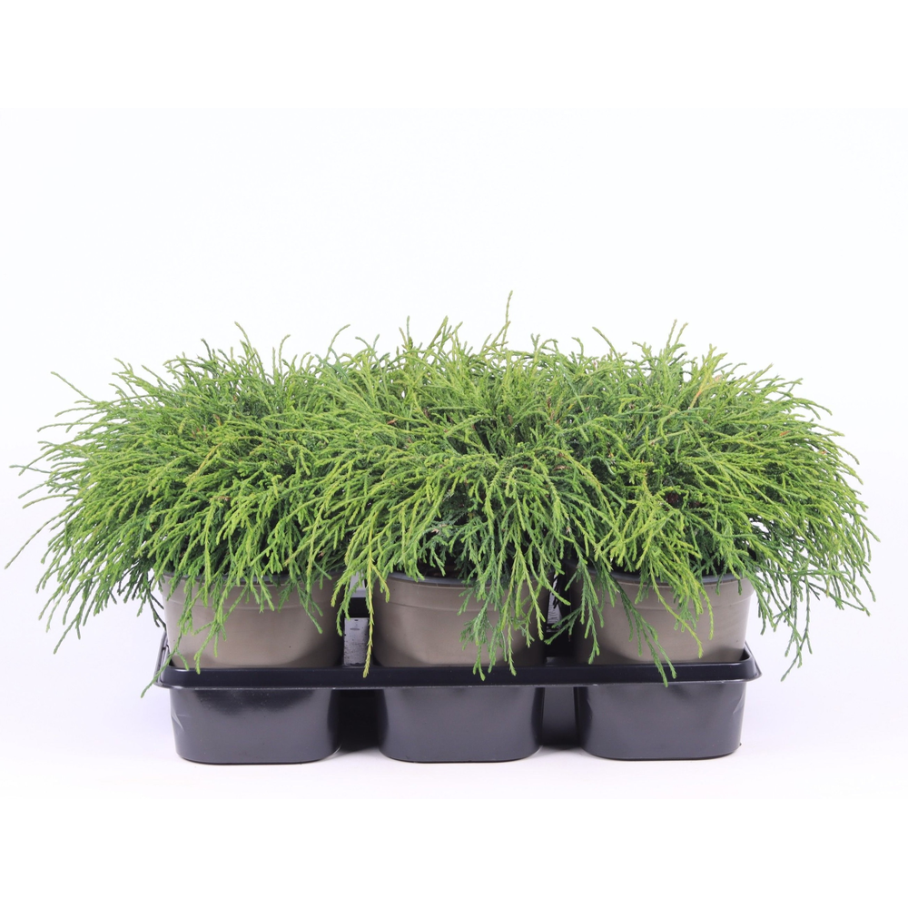 Chamaecyparis pisifera 'Filifera Nana'.