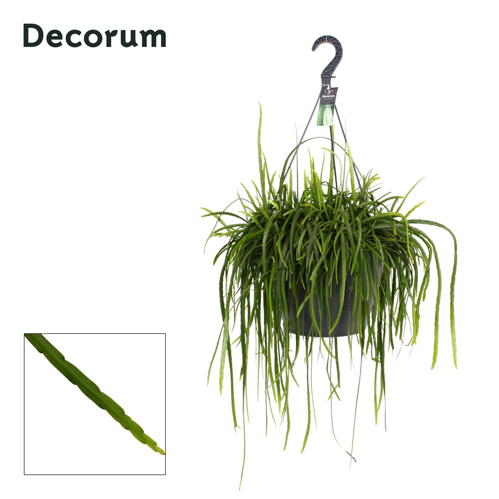 Lepismium bolivianum XXL.