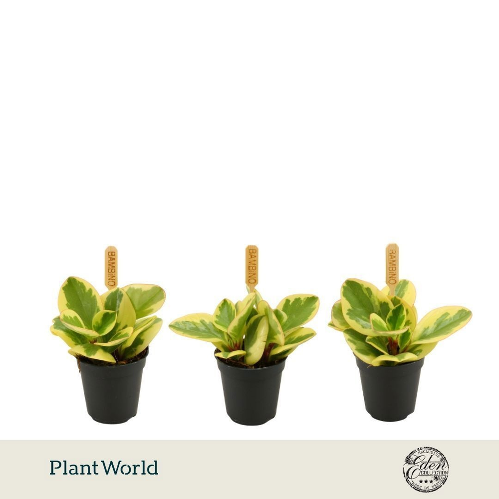 Peperomia Obtipan Bicolor 5,5cm.
