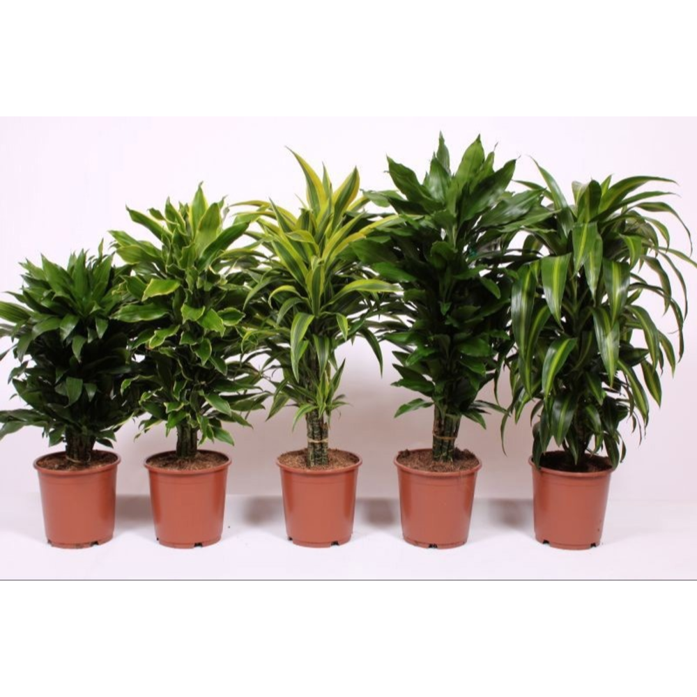 Dracaena fragrans Mixkar 24.