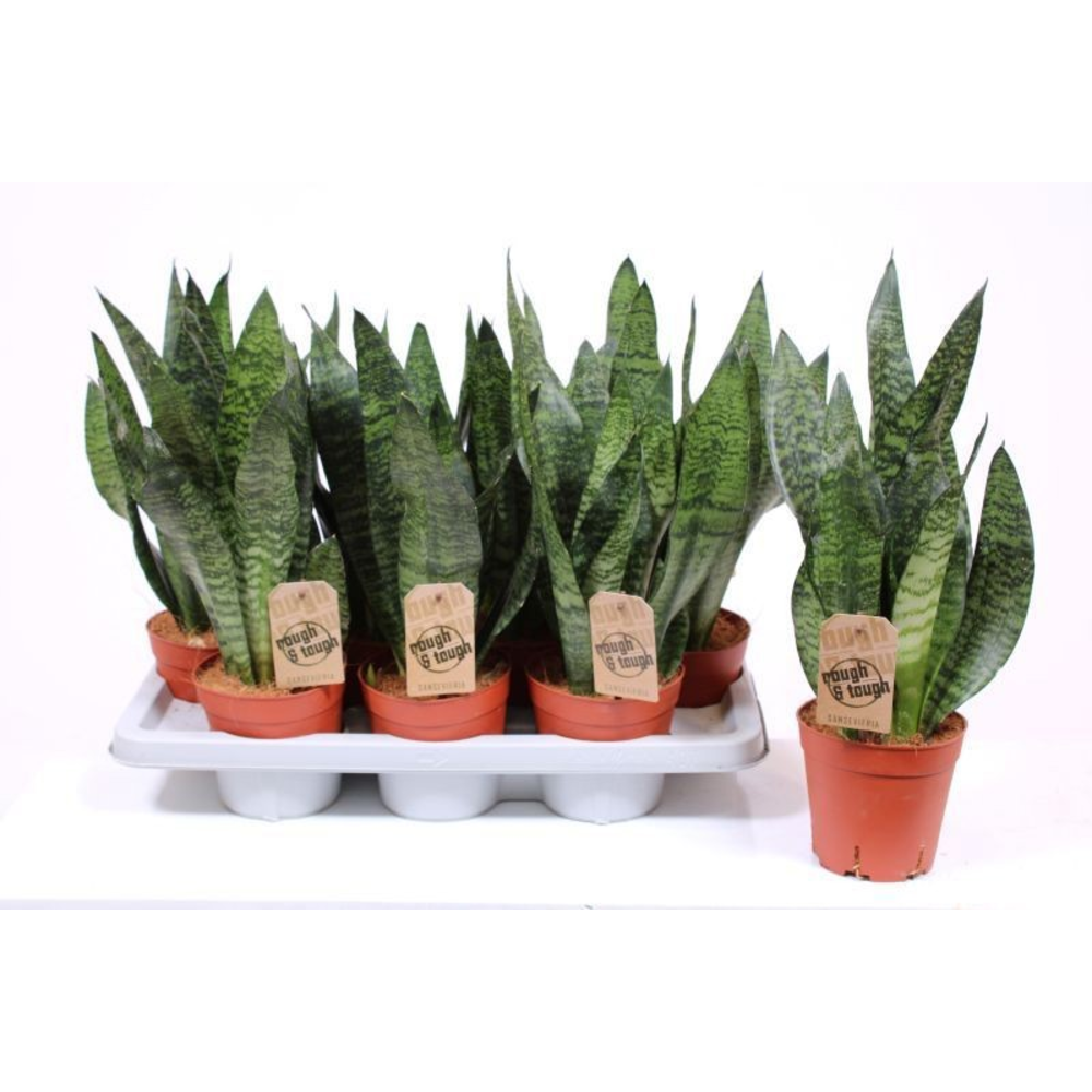 Sansevieria zeylanica compacta.