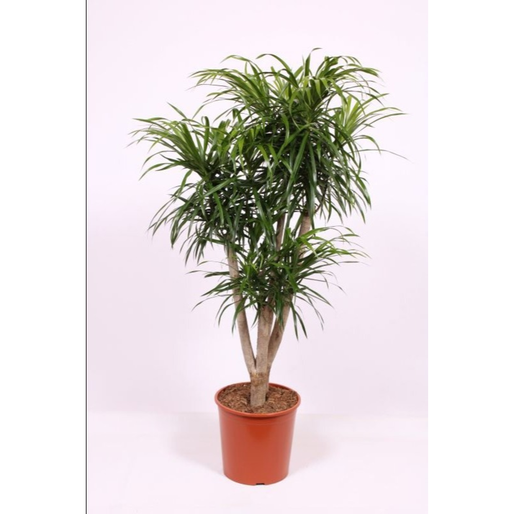 Dracaena Anita.