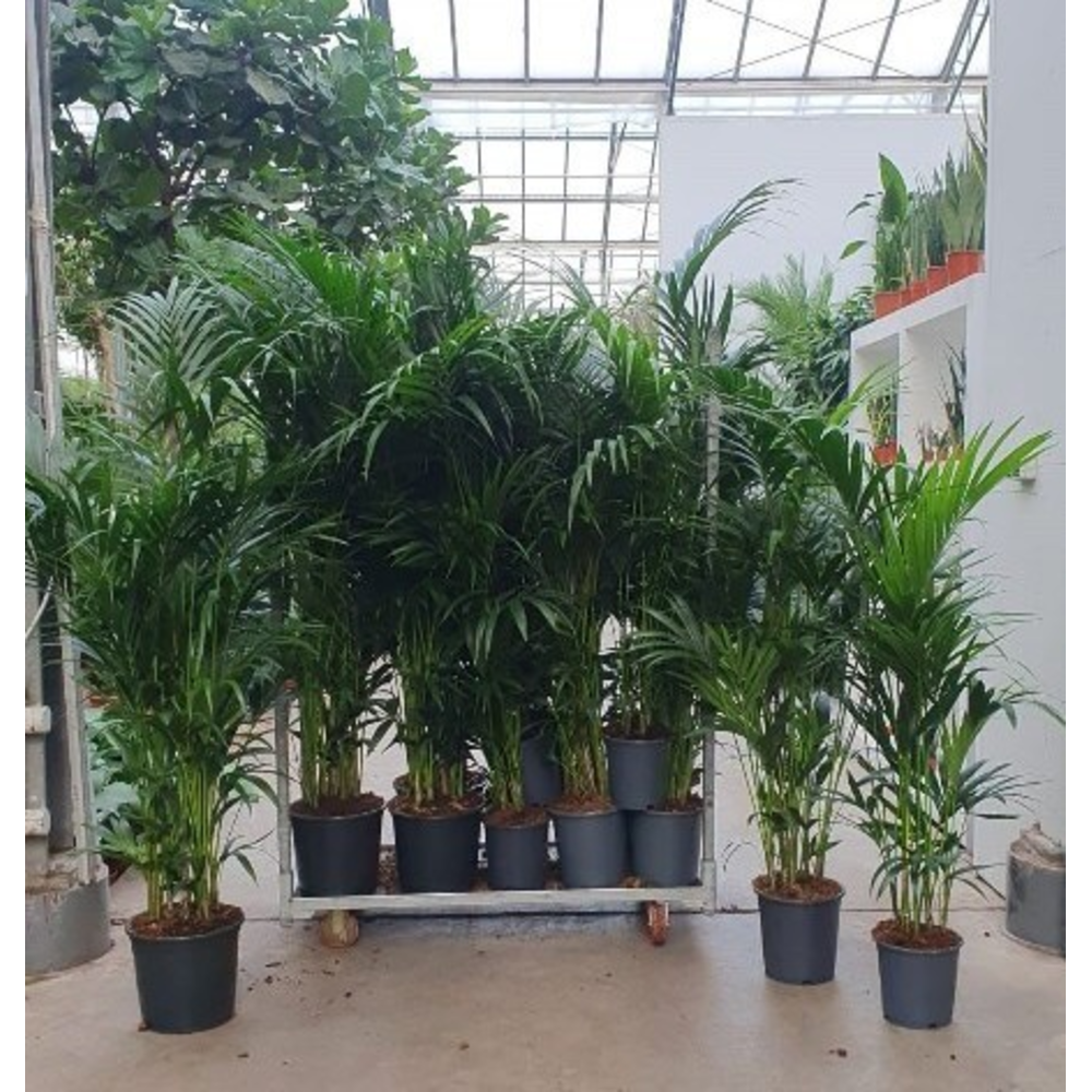 Howea forsteriana Mixkar XL.