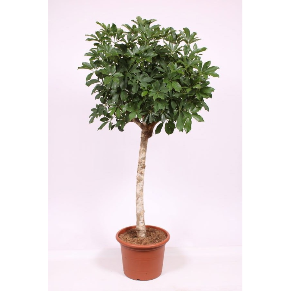 Schefflera arboricola 'Compacta'.