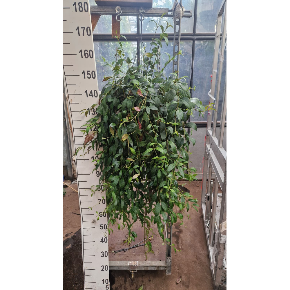 Aeschynanthus Marmoratus hangplant XXL.