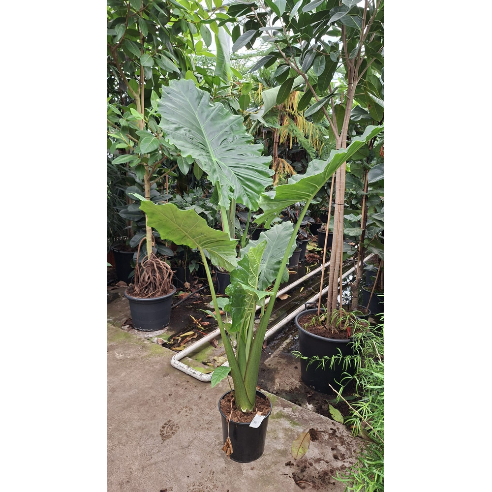 Alocasia Portodora toef XL 220.