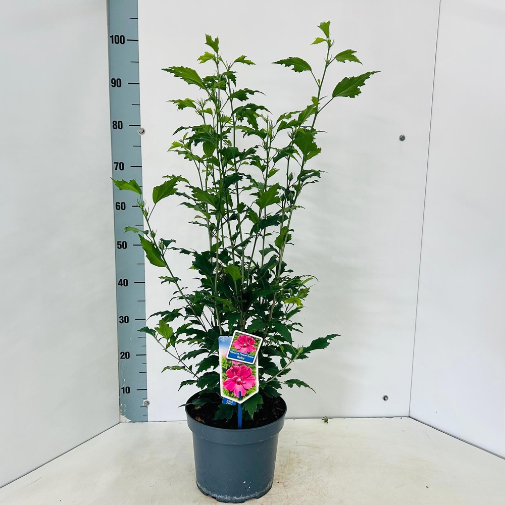 Hibiscus syriacus Flower Tower Ruby ('Gandini van .