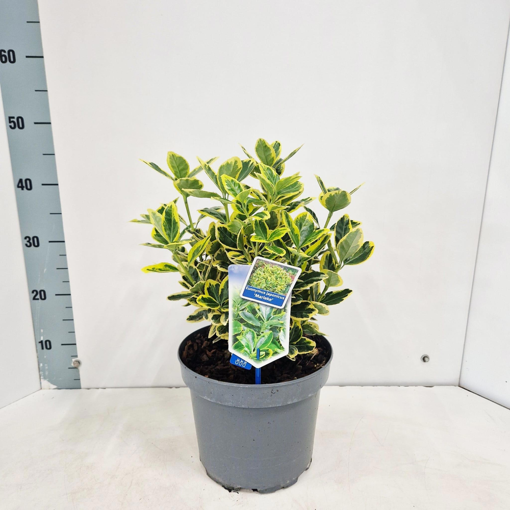 Euonymus jap. 'Marieke'.
