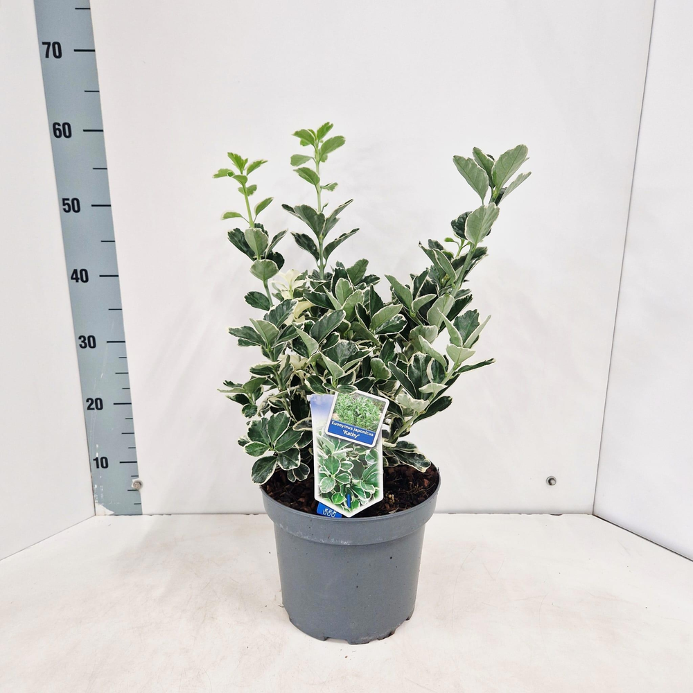 Euonymus jap. 'Kathy'.