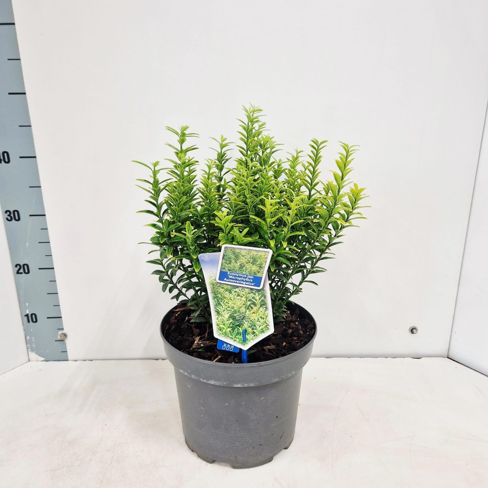 Euonymus jap. 'Micr. Aureovariegatus'.