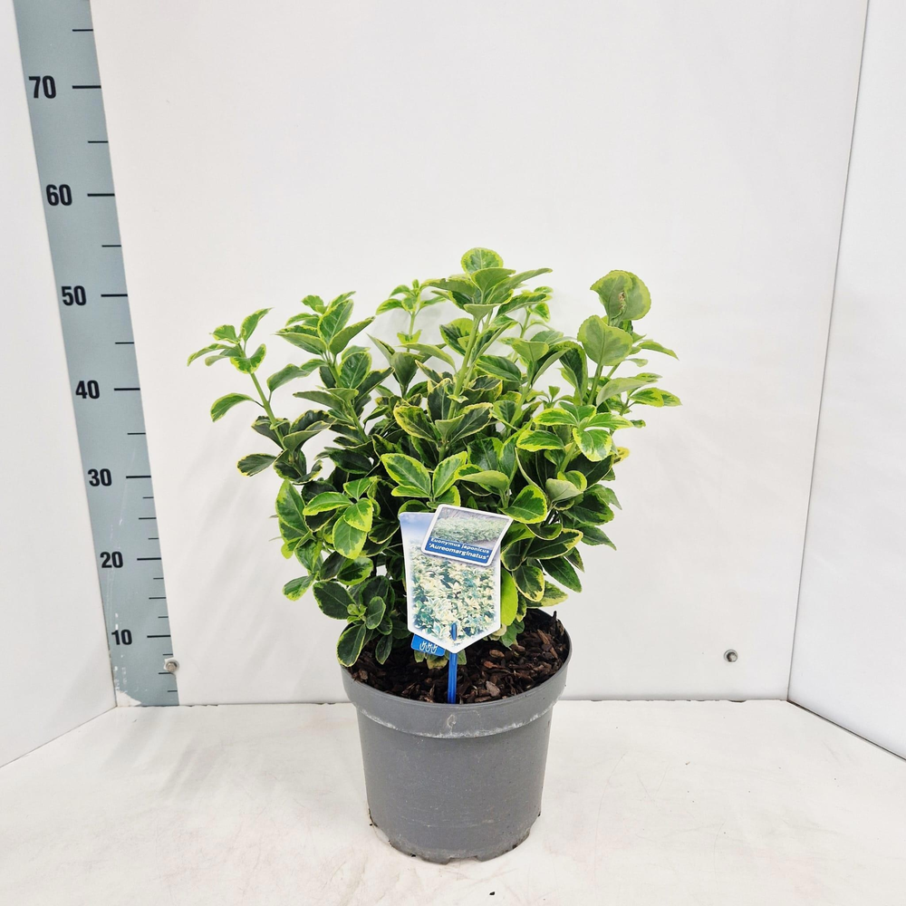 Euonymus jap. 'Aureomarginatus'.