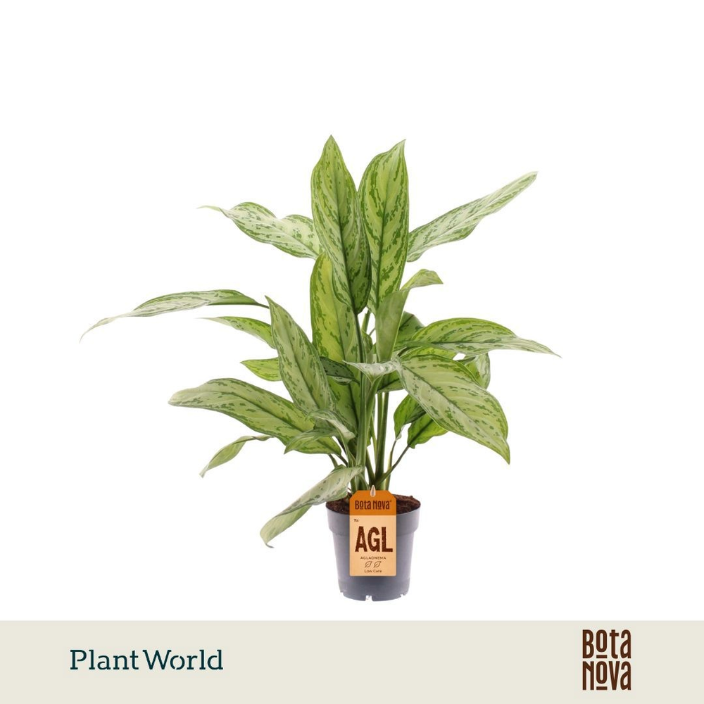 Aglaonema Silver Queen.