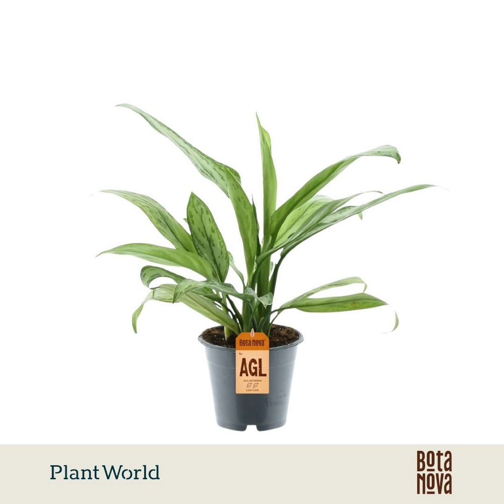 Aglaonema Silver Queen (Decorum).