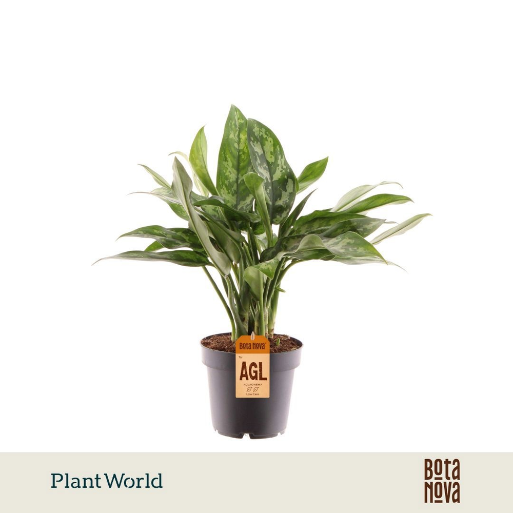 Aglaonema Maria (Decorum).