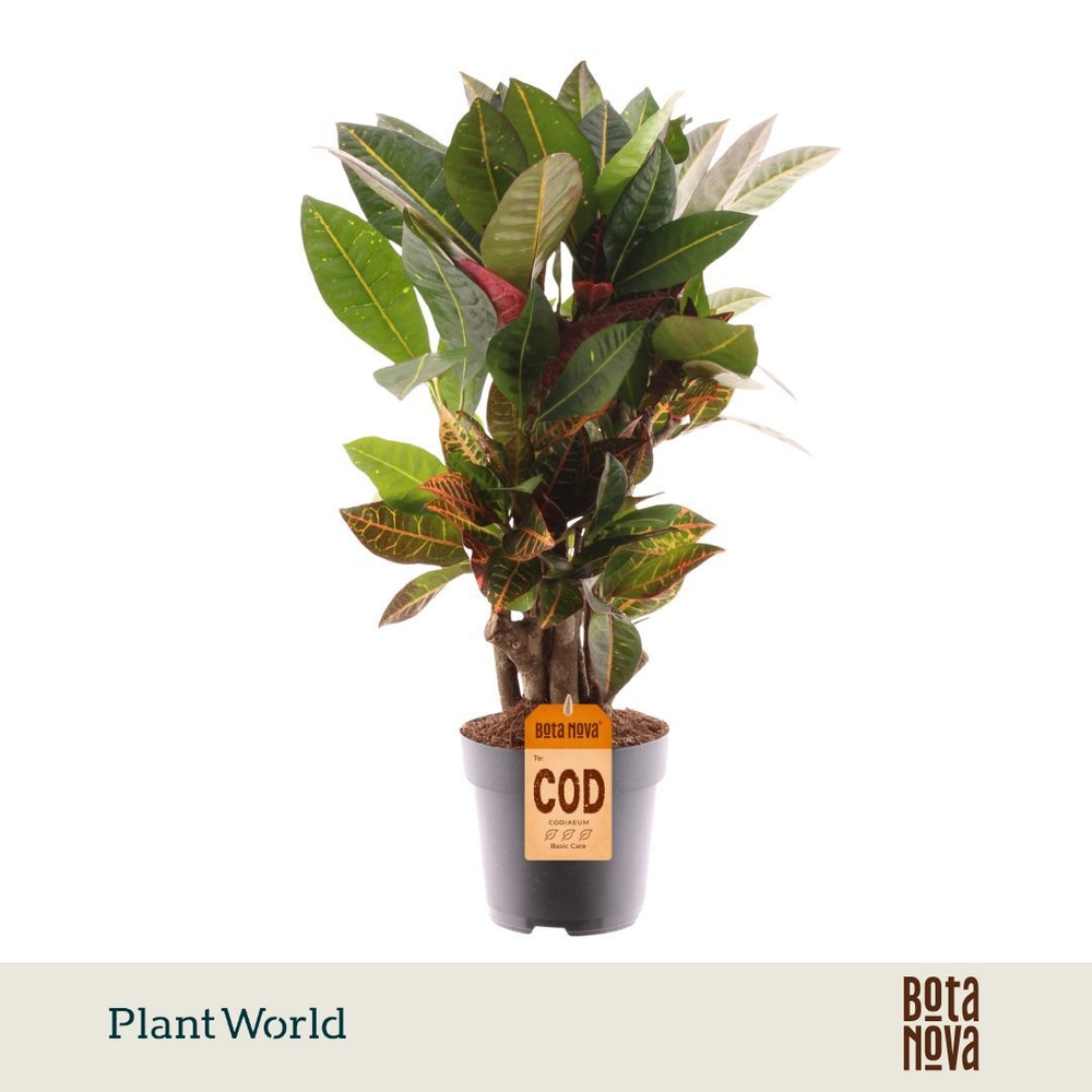 Croton Petra vertakt.