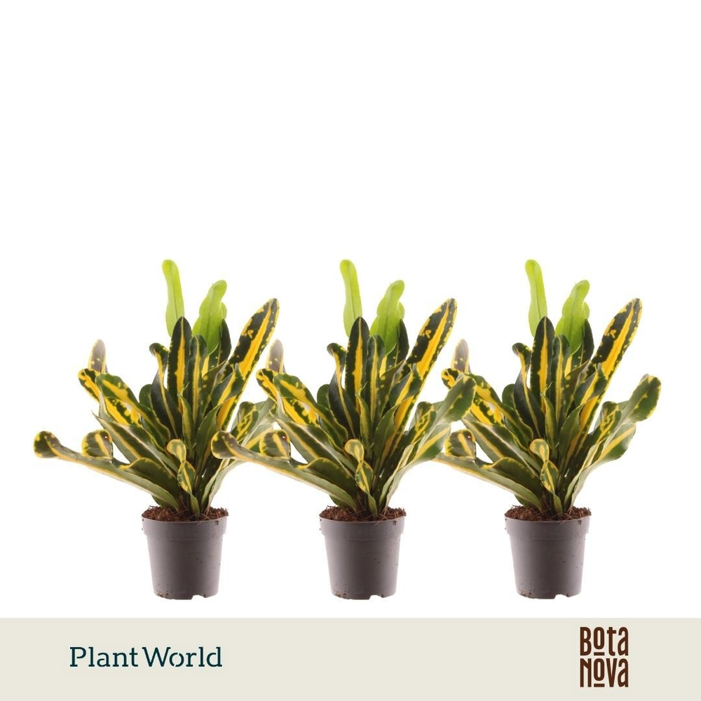Croton Mammi Yellow kopstek 7 cm.