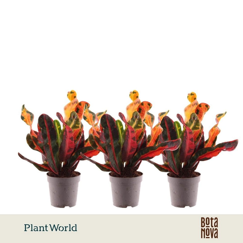 Croton Mammi kopstek 7 cm.