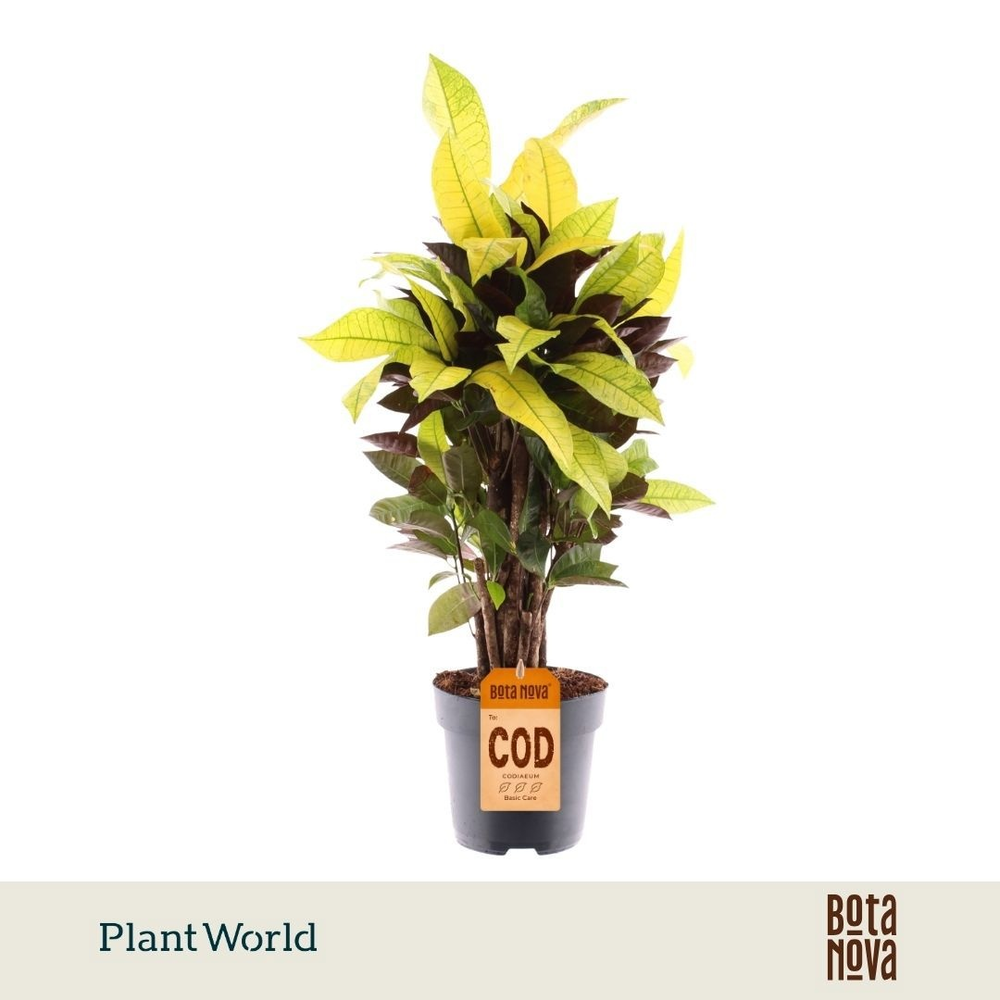 Croton Mrs. Iceton vertakt (Decorum).