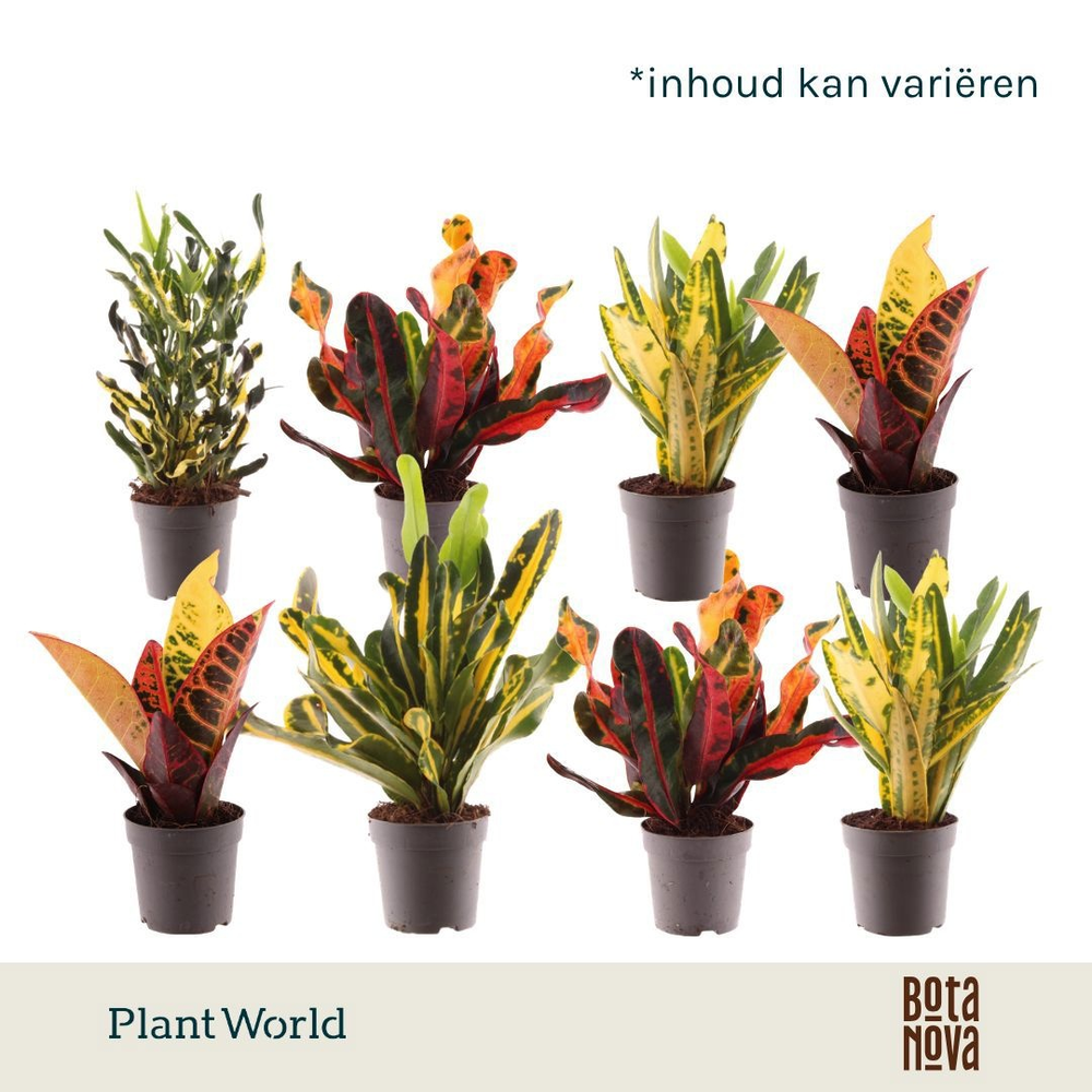 Croton gemengd kopstek 7 cm.