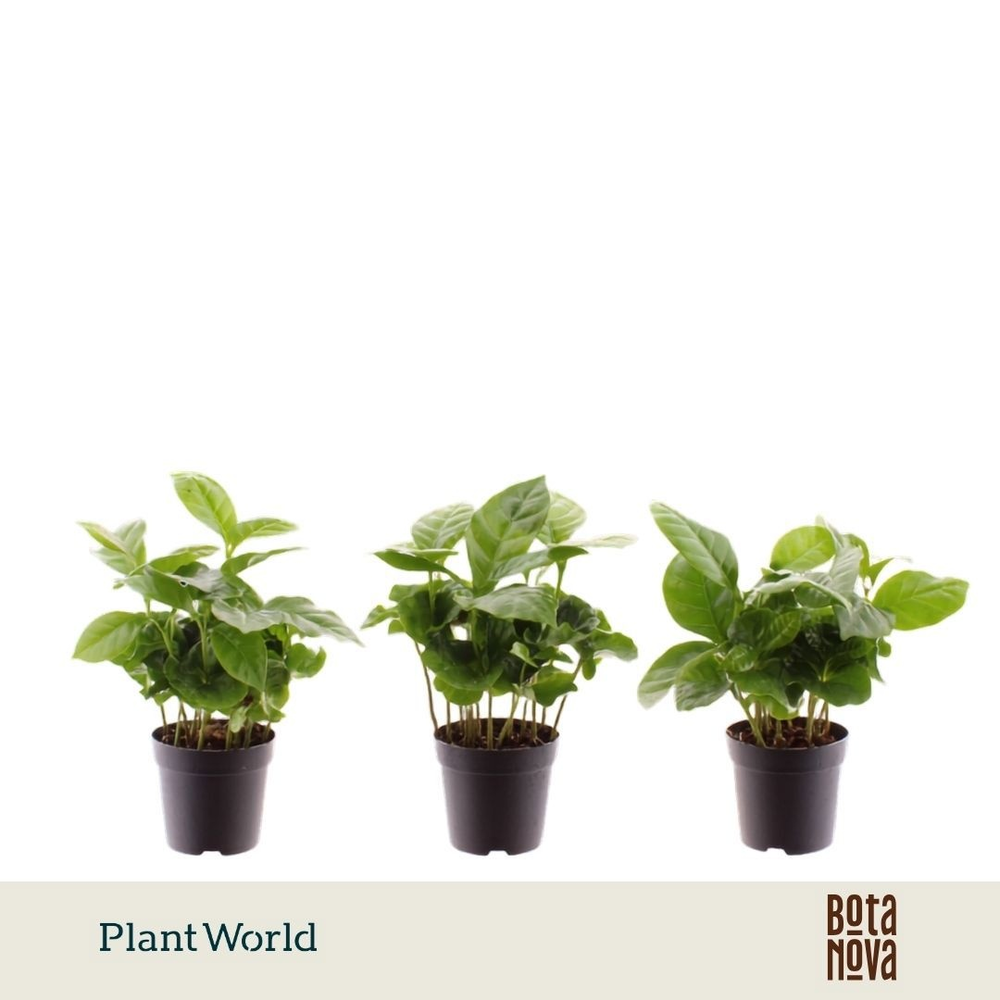 Coffea Arabica 7 cm.