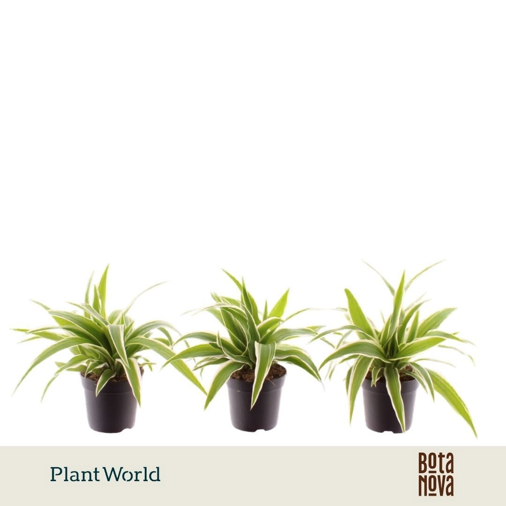 Chlorophytum Ocean 7 cm.